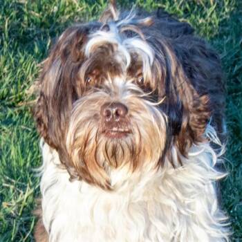 Lhasa Apso and Mixed Breed Dogs Available for Adoption - WICKET | PetCurious