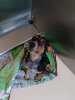 Logan -  Cattle Dog and Mixed Breed Dog for Adoption in Kalamazoo, Michigan - Logan | PetCurious