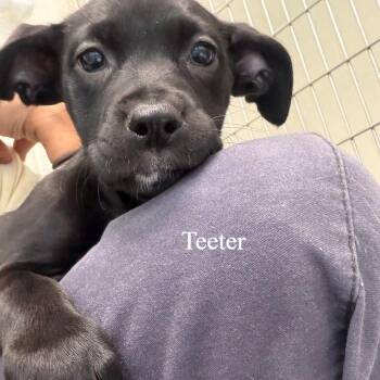 Labrador Retriever Dogs Available for Adoption in Hilton Head Island, South Carolina - Teeter | PetCurious