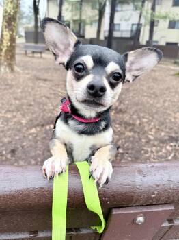 Chihuahua Dogs Available for Adoption in Fairfax, Virginia - Toby | PetCurious