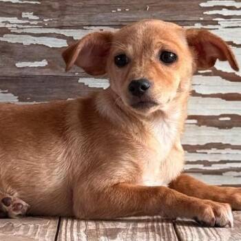 Telma -  Dachshund and Terrier Dog for Adoption in Carrollton, Texas - Telma | PetCurious