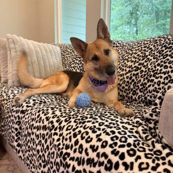 German Shepherd Dog Dogs Available for Adoption in Spring, Texas - Sadie | PetCurious