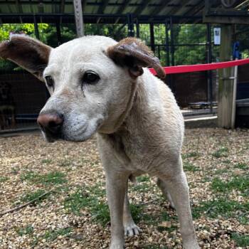Cattle Dog Dogs Available for Adoption - Muffee | PetCurious