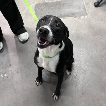 Brandi -  Labrador Retriever and Mixed Breed Dog for Adoption in Tampa, Florida - Brandi | PetCurious