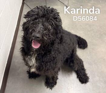 Karinda -  Labrador Retriever and Poodle Dog for Adoption in Clarksville, Tennessee - Karinda | PetCurious
