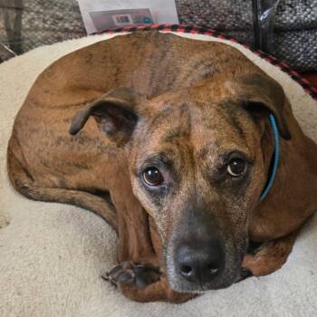 Rescue Mountain Cur Dogs for Adoption in Avon, Ohio - Everest | PetCurious