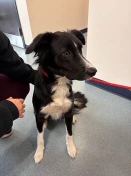 Rescue Border Collie Dogs for Adoption in Portland, Indiana - Kubo | PetCurious