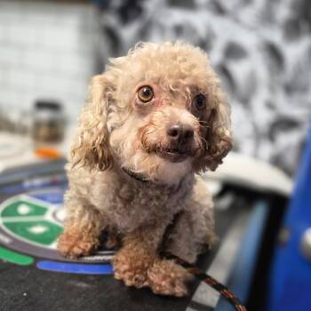 Suki -  Poodle Dog for Adoption in Wahiawa, Hawaii - Suki | PetCurious
