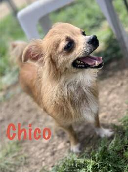 Chico -  Chihuahua Dog for Adoption - Chico | PetCurious