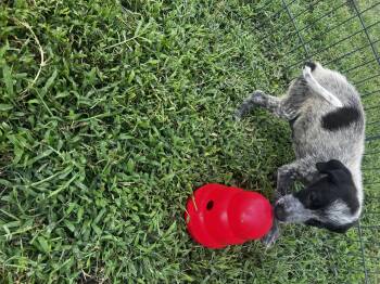 Zelda -  Australian Cattle Dog Blue Heeler and Border Collie Dog for Adoption in Lexington, Kentucky - Zelda | PetCurious