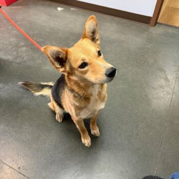 BC- Marvel -  German Shepherd Dog and Mixed Breed Dog for Adoption in Idaho Falls, Idaho - BC- Marvel | PetCurious