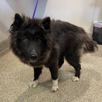 Husky and Chow Chow Dogs Available for Adoption in Eureka, California - Twilight | PetCurious