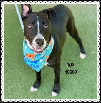Pit Bull Terrier Dogs Available for Adoption in Marietta, Georgia - TUX  | PetCurious