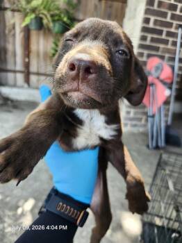 NOTE -  Terrier Dog for Adoption in San Antonio, Texas - NOTE | PetCurious
