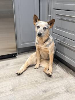 Cattle Dog Dogs Available for Adoption in Sadler, Texas - Shirley | PetCurious