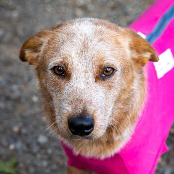 Chilli -  Cattle Dog Dog for Adoption in Aldie, Virginia - Chilli | PetCurious