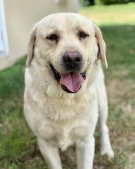 Bentley -  Labrador Retriever Dog for Adoption in Malvern, Pennsylvania - Bentley | PetCurious