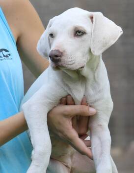 Nebraska -  American Staffordshire Terrier Dog for Adoption in North Fort Myers, Florida - Nebraska | PetCurious