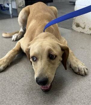 RACHELLE -  Labrador Retriever Dog for Adoption in San Bernardino, California - RACHELLE | PetCurious