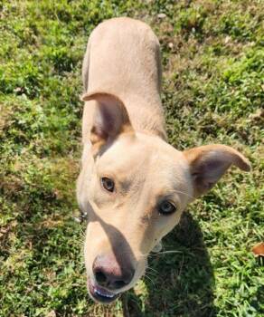 Labrador Retriever Dogs Available for Adoption in Austin, Texas - Sandy | PetCurious
