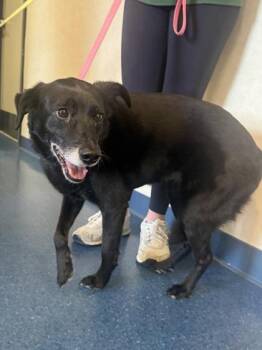 Jojo -  Border Collie and Mixed Breed Dog for Adoption in King William, Virginia - Jojo | PetCurious