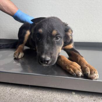 110550 -  Mixed Breed Dog for Adoption in Las Cruces, New Mexico - 110550 | PetCurious