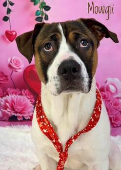 Mixed Breed Dogs Available for Adoption - Mowgli | PetCurious