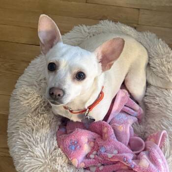 Chihuahua Dogs Available for Adoption - Zelda | PetCurious