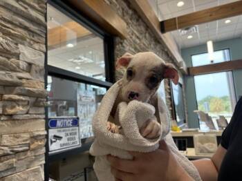 JUPITER -  Australian Shepherd and Mixed Breed Dog for Adoption in Rowlett, Texas - JUPITER | PetCurious