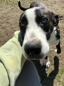 Grady -  Border Collie and Mountain Cur Dog for Adoption in Carver, Massachusetts - Grady | PetCurious