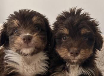 Bixby and Quincy -  Aussiedoodle and Goldendoodle Dog for Adoption in Cerritos, California - Bixby And Quincy | PetCurious