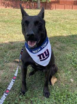 Rescue Belgian Shepherd Malinois Dogs for Adoption in Bridgewater, New Jersey - Navii | PetCurious