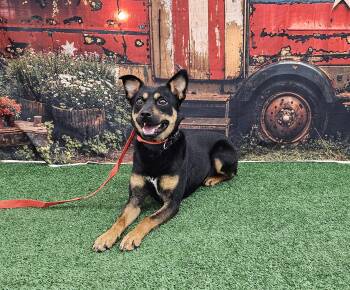 Ranger -  Miniature Pinscher and Fox Terrier Dog for Adoption in Columbia, Missouri - Ranger | PetCurious