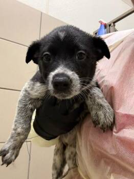 Dahlia -  Mixed Breed Dog for Adoption in Hobbs, New Mexico - Dahlia | PetCurious