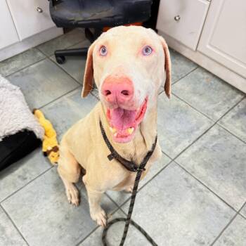 Denver 3650 -  Doberman Pinscher Dog for Adoption in Oakland Park, Florida - Denver 3650 | PetCurious