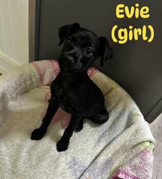 Evie -  Mixed Breed Dog for Adoption in Bossier City, Louisiana - Evie | PetCurious