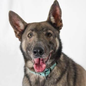 Robert -  German Shepherd Dog Dog for Adoption in Defuniak Springs, Florida - Robert | PetCurious