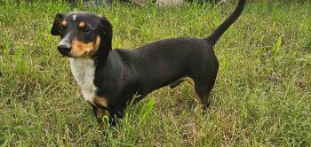 Jitterbug -  Dachshund Dog for Adoption in Tulsa, Oklahoma - Jitterbug | PetCurious