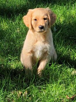 Pooh Bear -  Golden Retriever Dog for Adoption in Waterville, Ohio - Pooh Bear | PetCurious