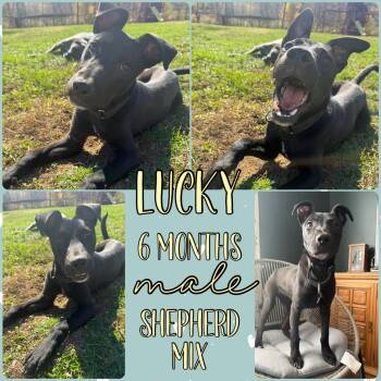 Rescue Black Labrador Retriever Dogs for Adoption in Grantville, Pennsylvania - Lucky | PetCurious