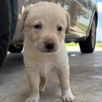 Great Pyrenees and Mixed Breed Dogs Available for Adoption in Buffalo, Minnesota - Butterscotch | PetCurious