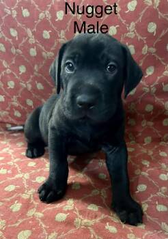 Nugget -  Black Labrador Retriever Dog for Adoption in Jacksonville, Florida - Nugget | PetCurious