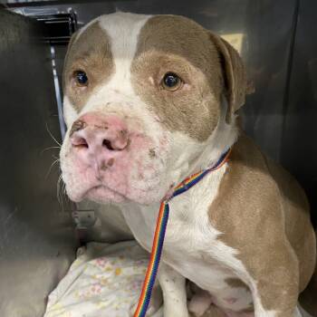 Rescue Mixed Breed Dogs for Adoption in Memphis, Tennessee - Kelvin | PetCurious