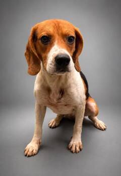Teddy -  Beagle and Mixed Breed Dog for Adoption in Bowling Green, Kentucky - Teddy | PetCurious