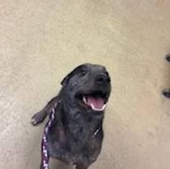 Rescue Australian Cattle Dog Blue Heeler Dogs for Adoption in New Castle, Indiana - Hector | PetCurious