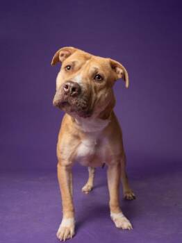 Twonkle -  Pit Bull Terrier and Mixed Breed Dog for Adoption in Atlanta, Georgia - Twonkle | PetCurious