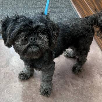 Shih Tzu Dogs Available for Adoption in The Colony, Texas - Griff | PetCurious