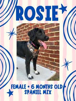 Rosie -  Spaniel Dog for Adoption in Fort Payne, Alabama - Rosie | PetCurious
