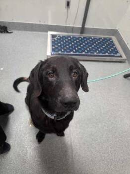 Chipper -  Labrador Retriever and Mixed Breed Dog for Adoption in Sevierville, Tennessee - Chipper | PetCurious