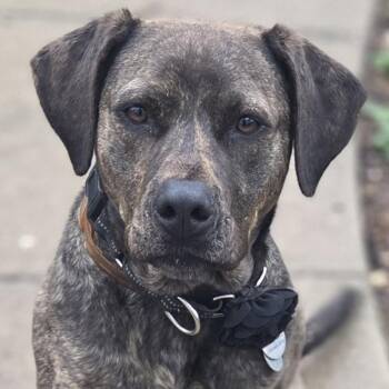 Vee -  Cane Corso and American Staffordshire Terrier Dog for Adoption in De Soto, Kansas - Vee | PetCurious